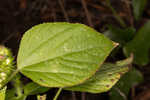 Cuban copperleaf